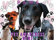 Pet Awareness Wins